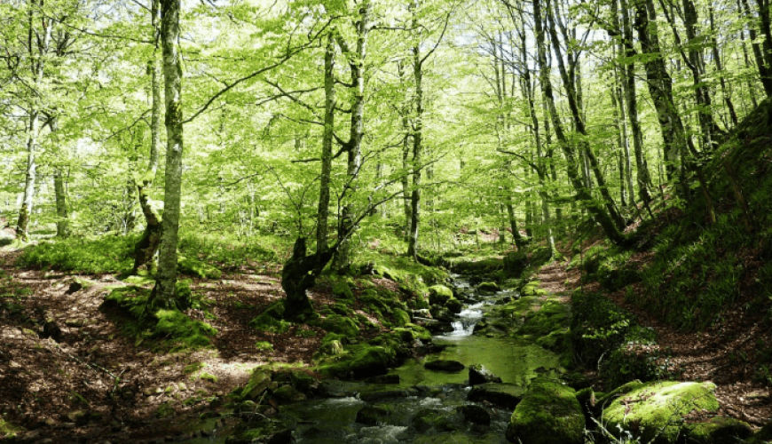 Rutas de naturaleza para grupos